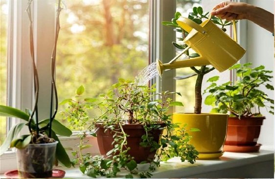 Vastu Plant For Home